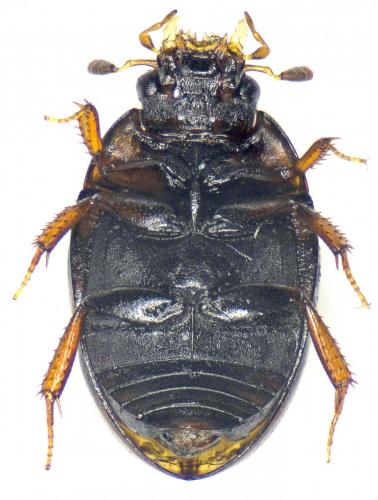 Cercyon nigriceps
